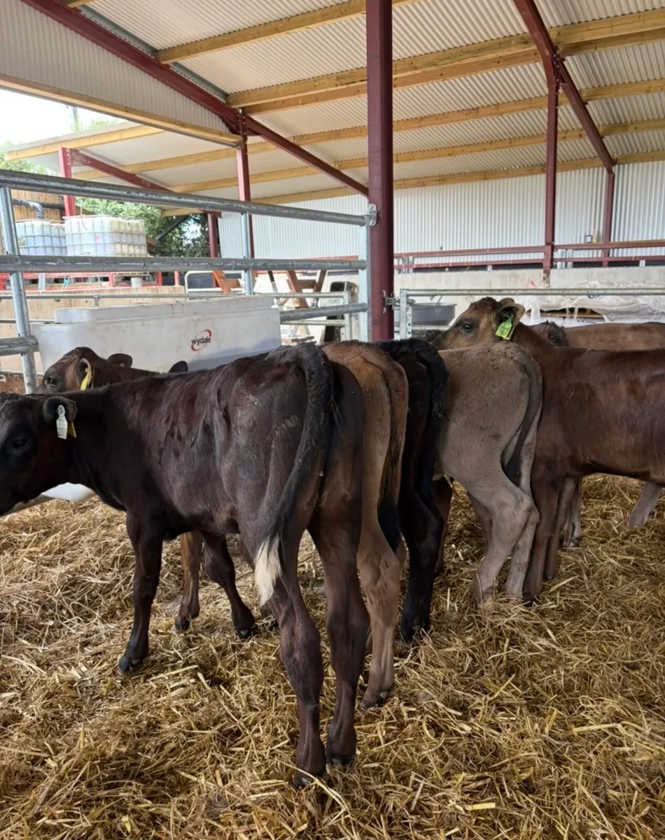 12 super continental heifer runners - Image 1