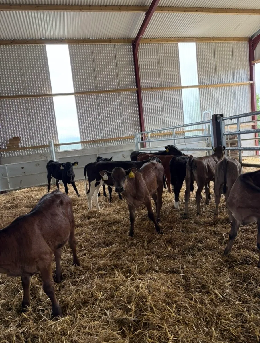 12 super continental heifer runners - Image 2