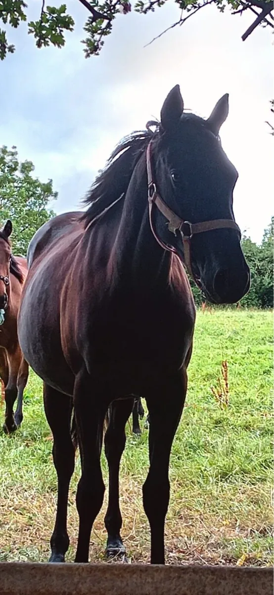 2 year old Black TB filly, Dam 2 time winner - Image 1