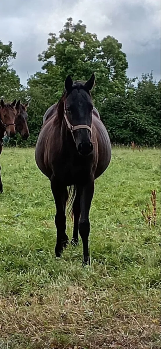 2 year old Black TB filly, Dam 2 time winner - Image 2