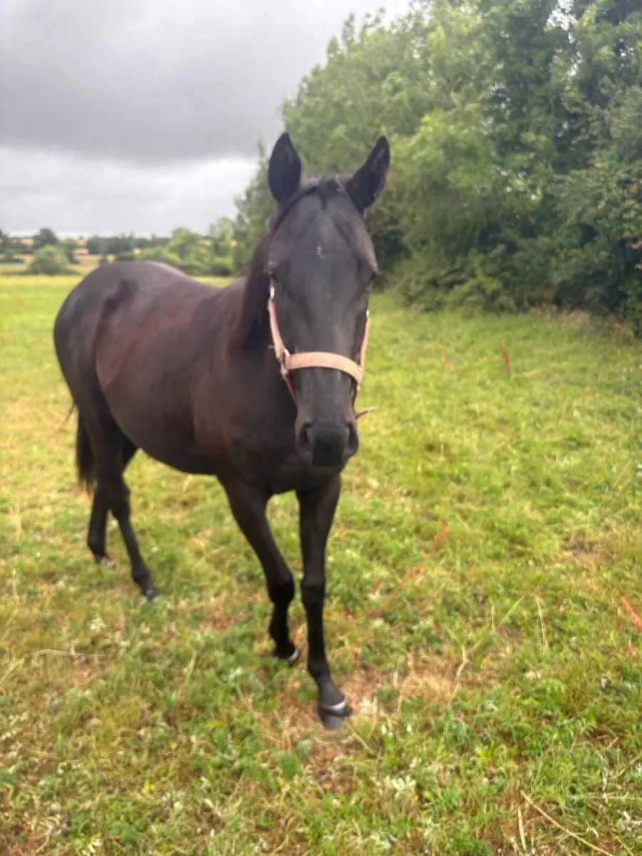 2 year old Black TB filly, Dam 2 time winner - Image 3