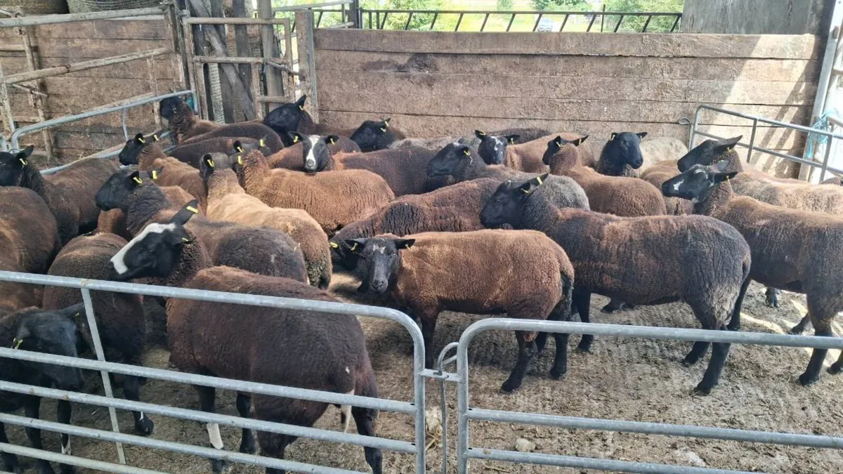 Hoggets - Image 2