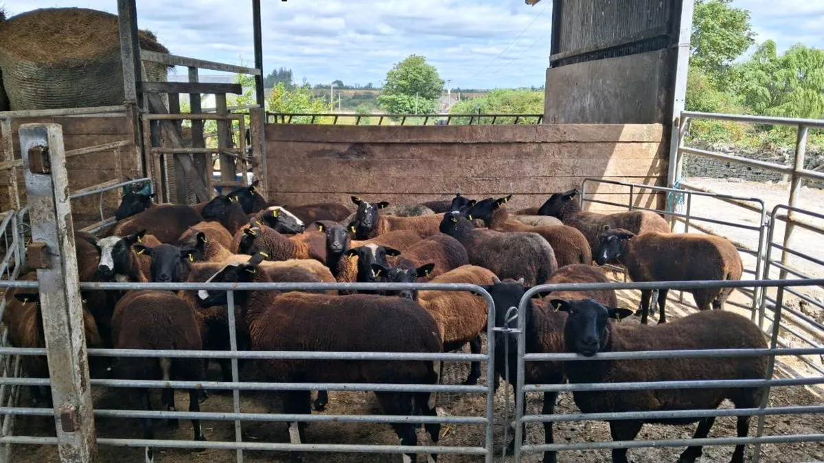 Hoggets - Image 3