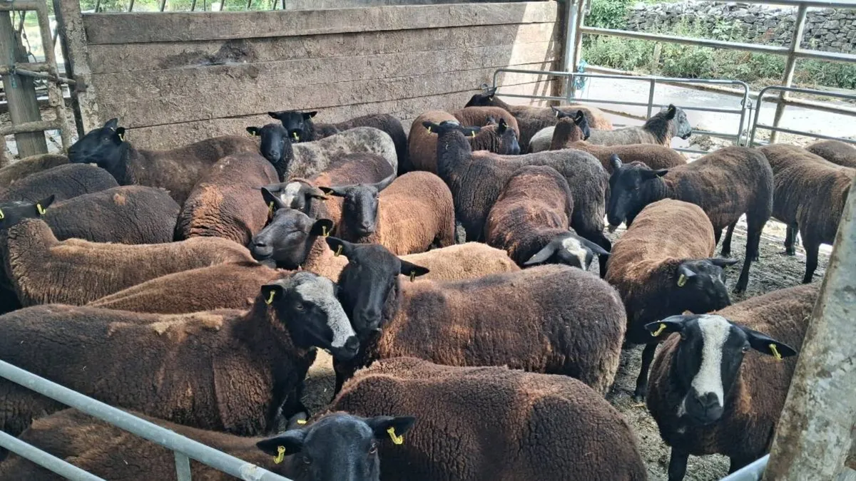 Hoggets - Image 1