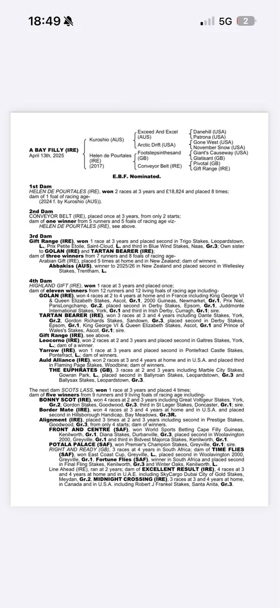 2 year old Black TB filly, Dam 2 time winner - Image 4