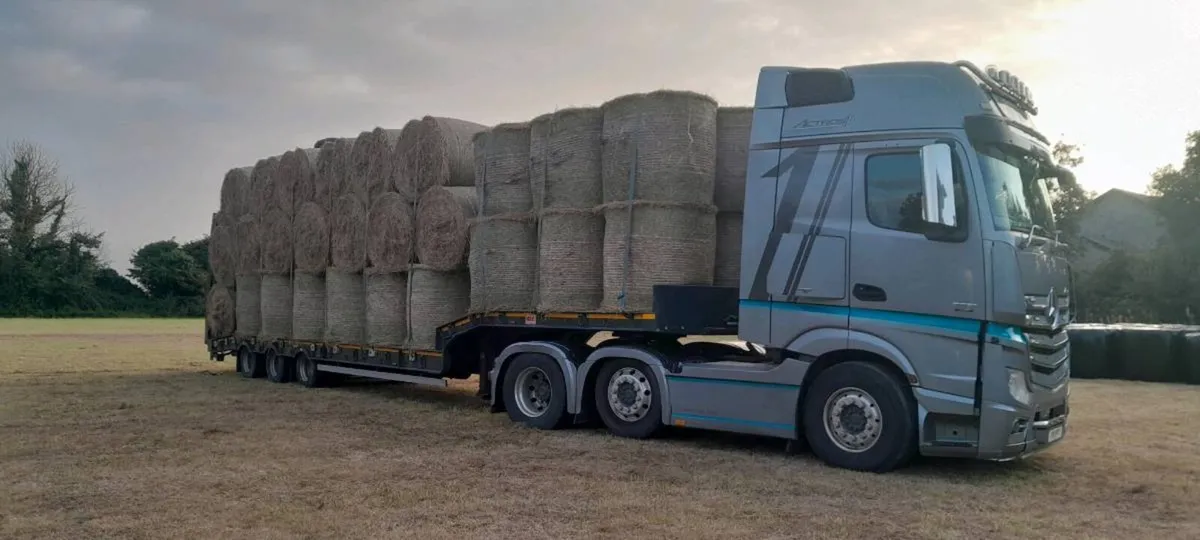 Available.Hay.Top Quality. - Image 4