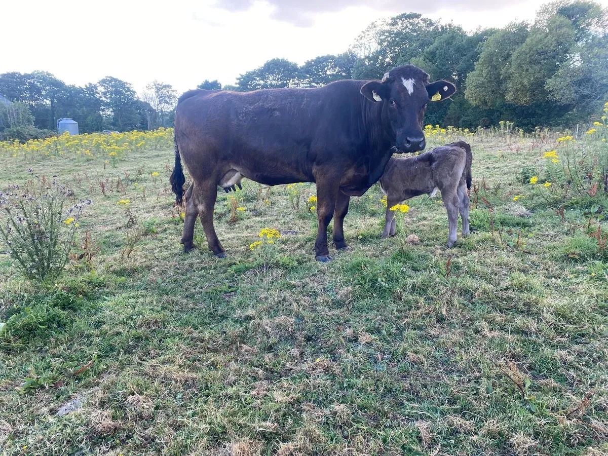 Limousin Heifers - Image 3