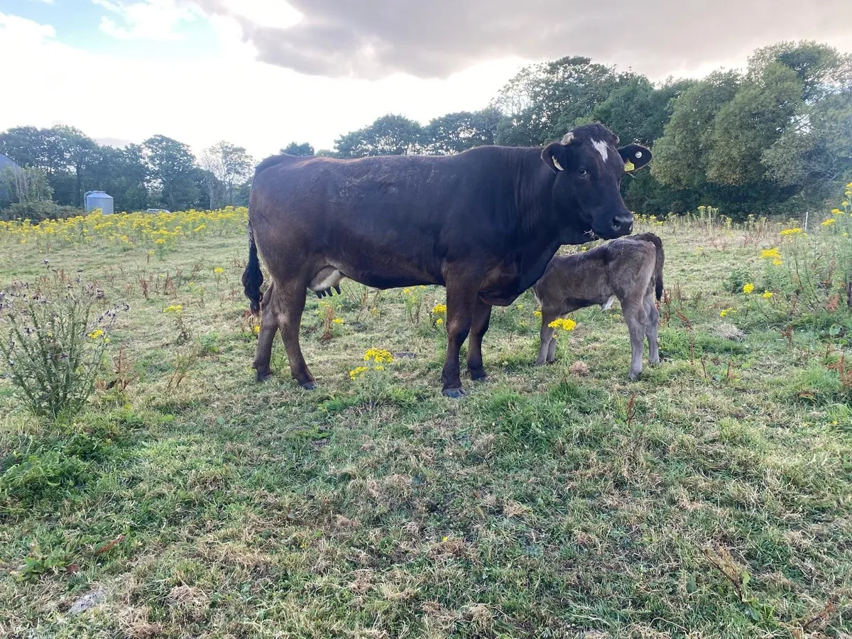 Limousin Heifers - Image 4