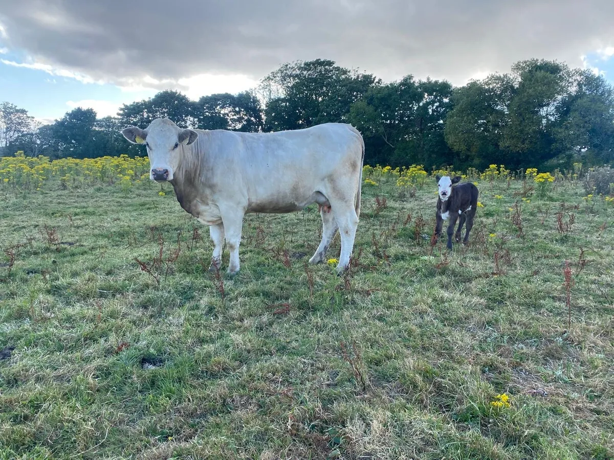 Limousin Heifers - Image 1