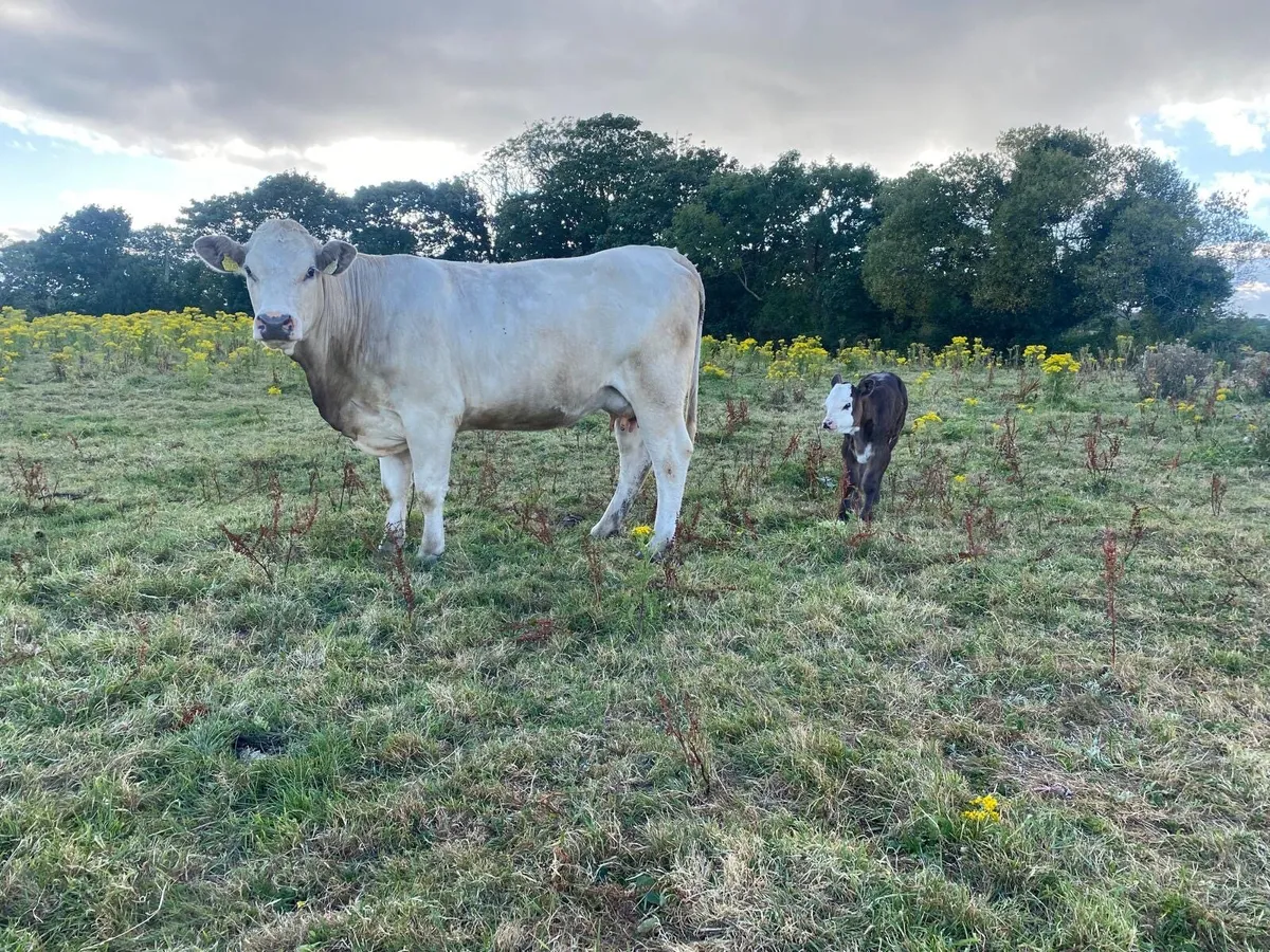 Limousin Heifers - Image 2