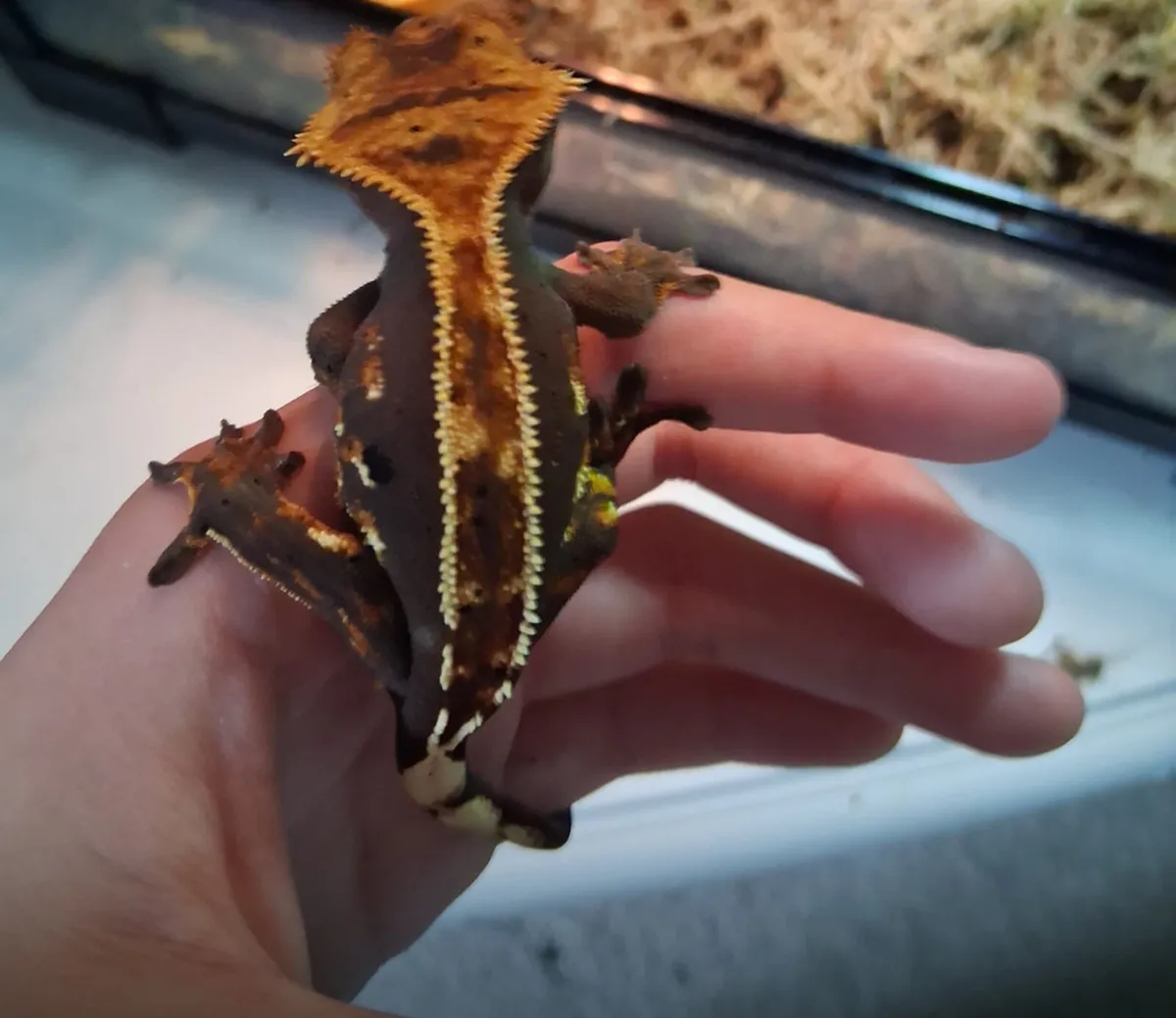 Crested gecko - Image 1