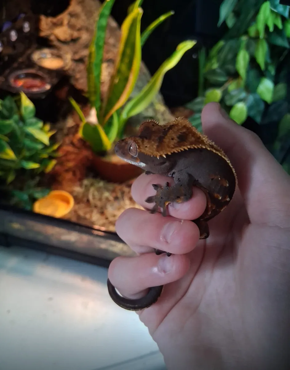 Crested gecko - Image 2
