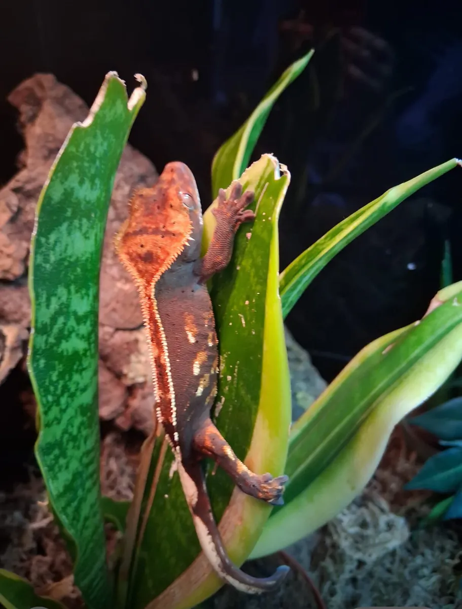 Crested gecko - Image 3