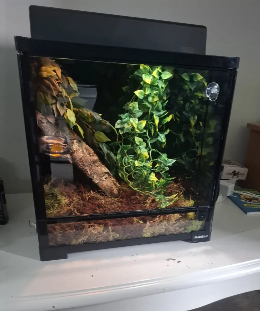 Crested gecko - Image 4