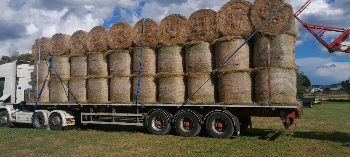 Available.Hay.Top Quality. - Image 3