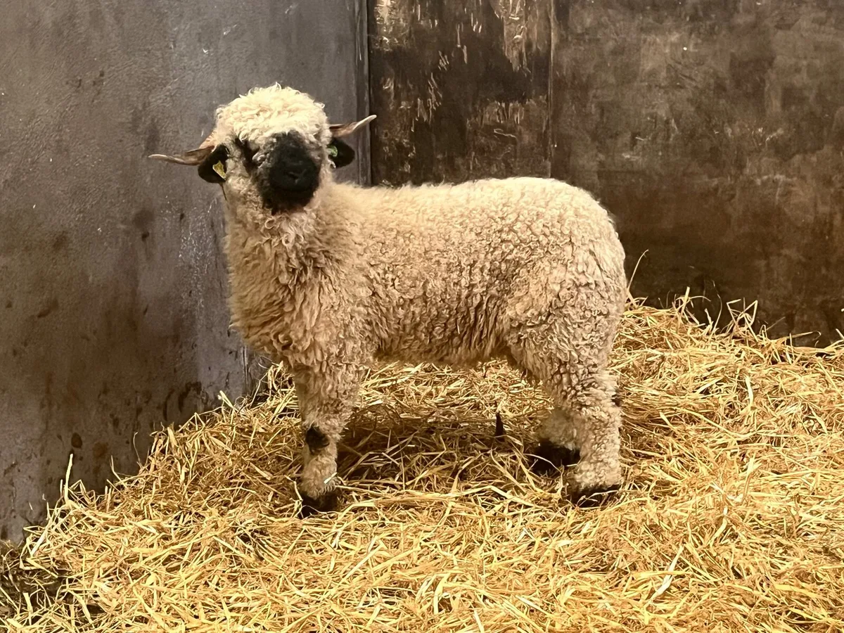 Purebred Valais black Hogget Ewe - Image 1