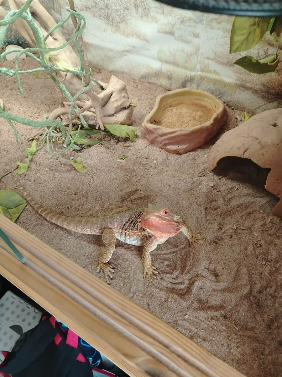 Bearded Dragon - Image 2