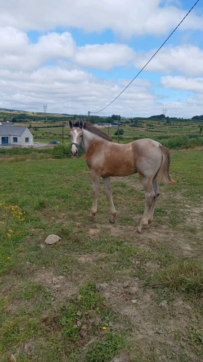 Draft filly - Image 1