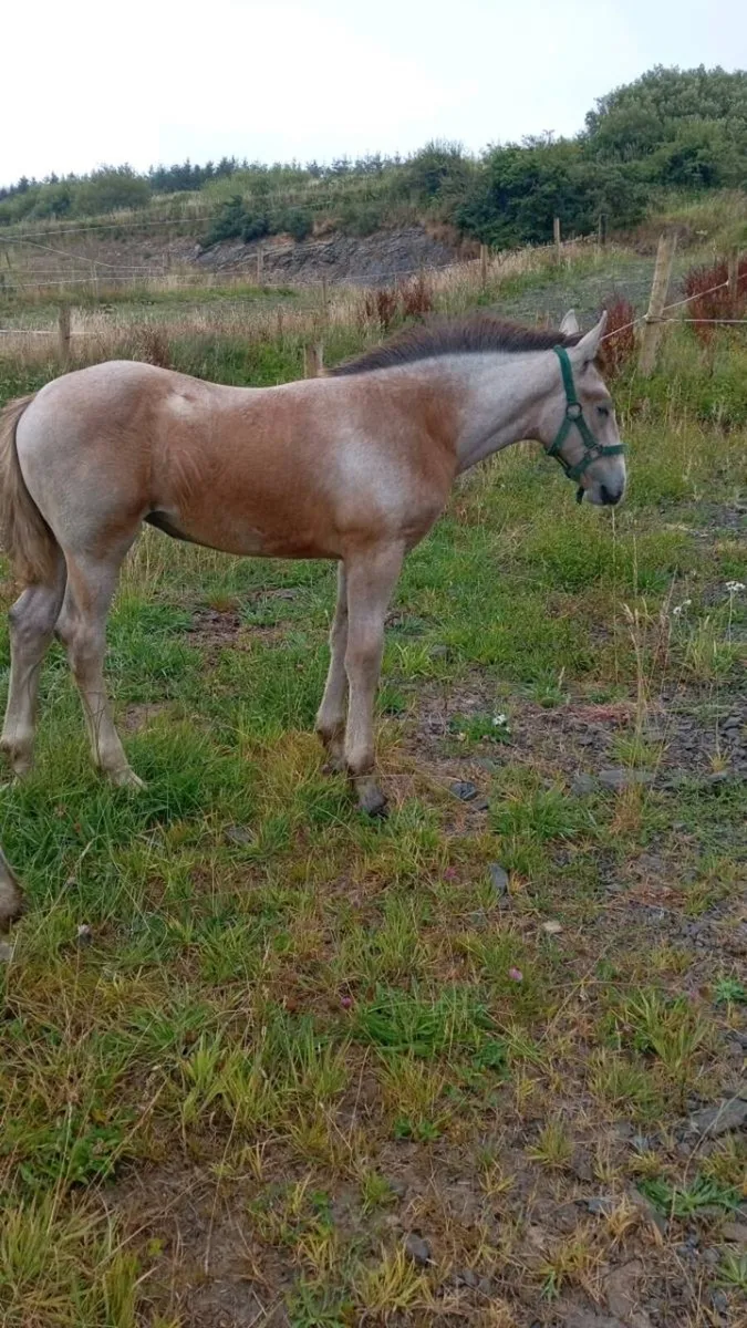Draft filly - Image 2