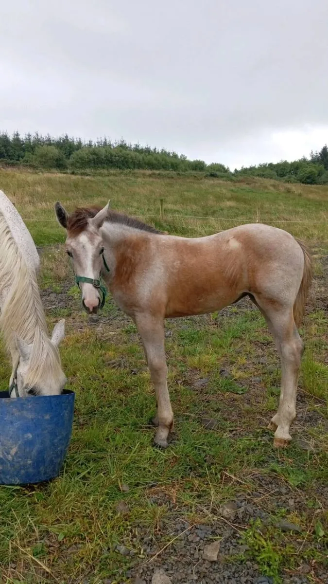 Draft filly - Image 3
