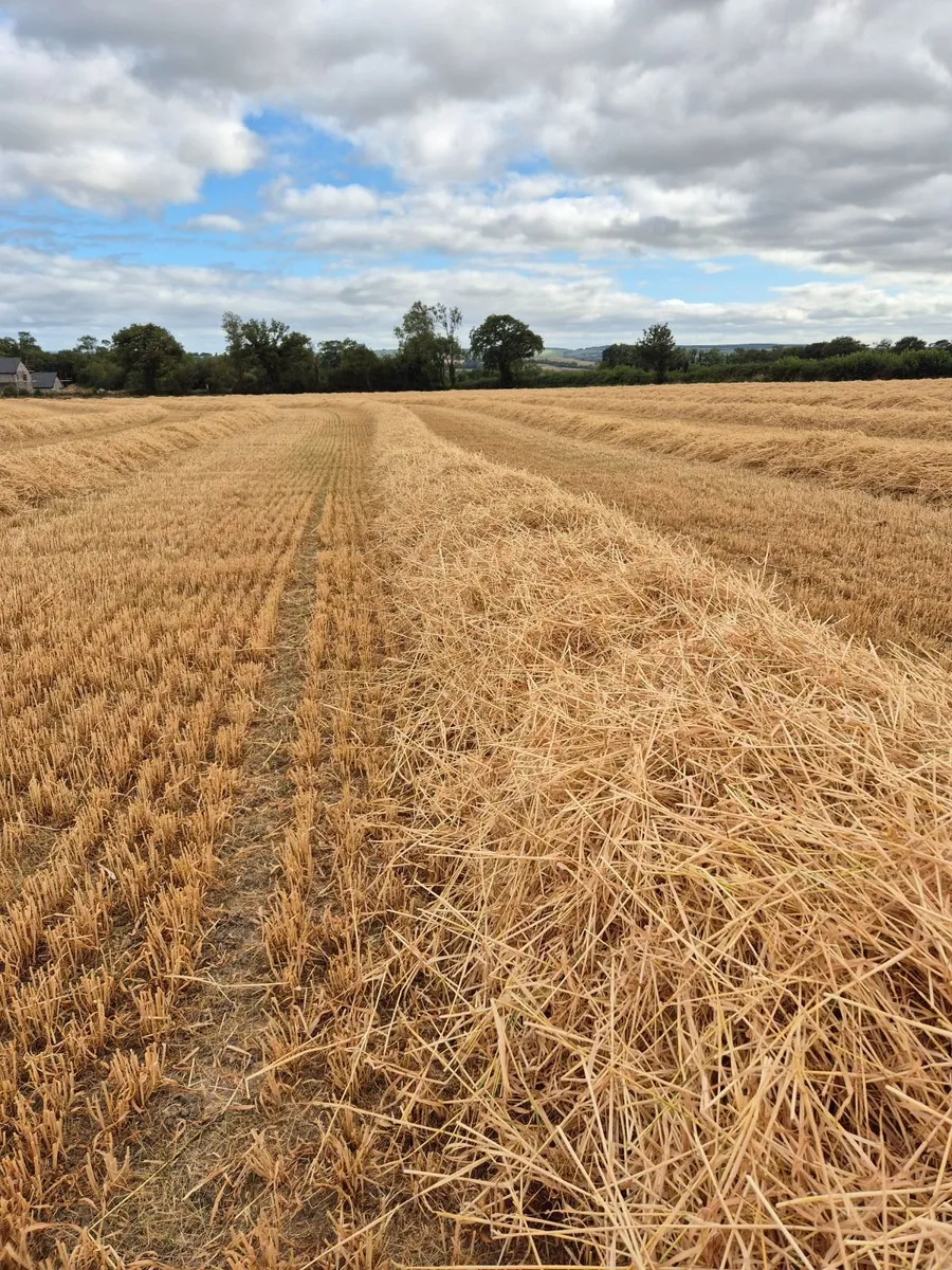 Straw 4x4 bales