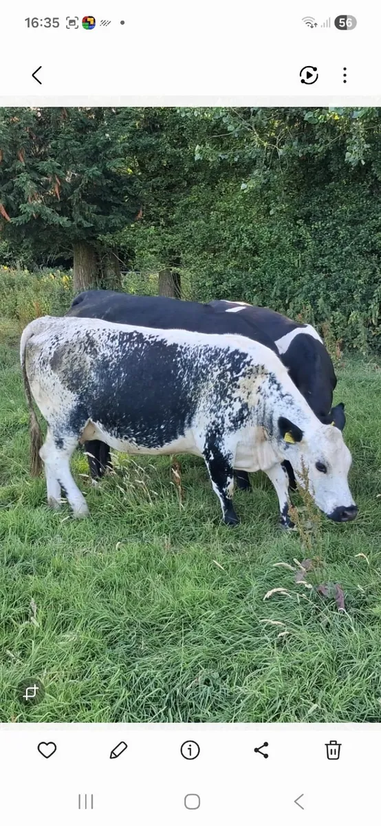 Springing Heifers - Image 1