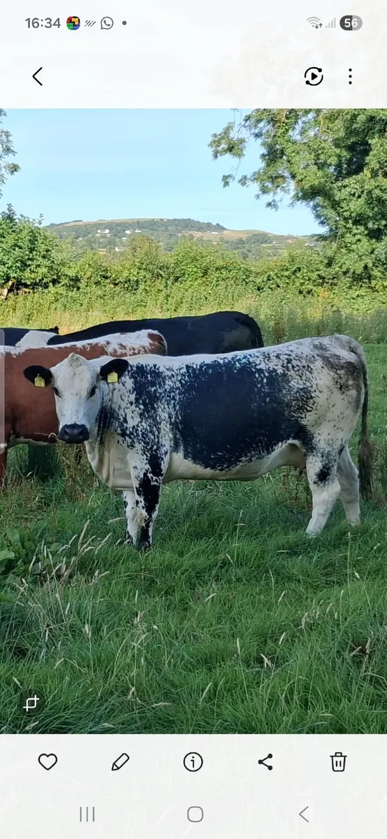 Springing Heifers - Image 2