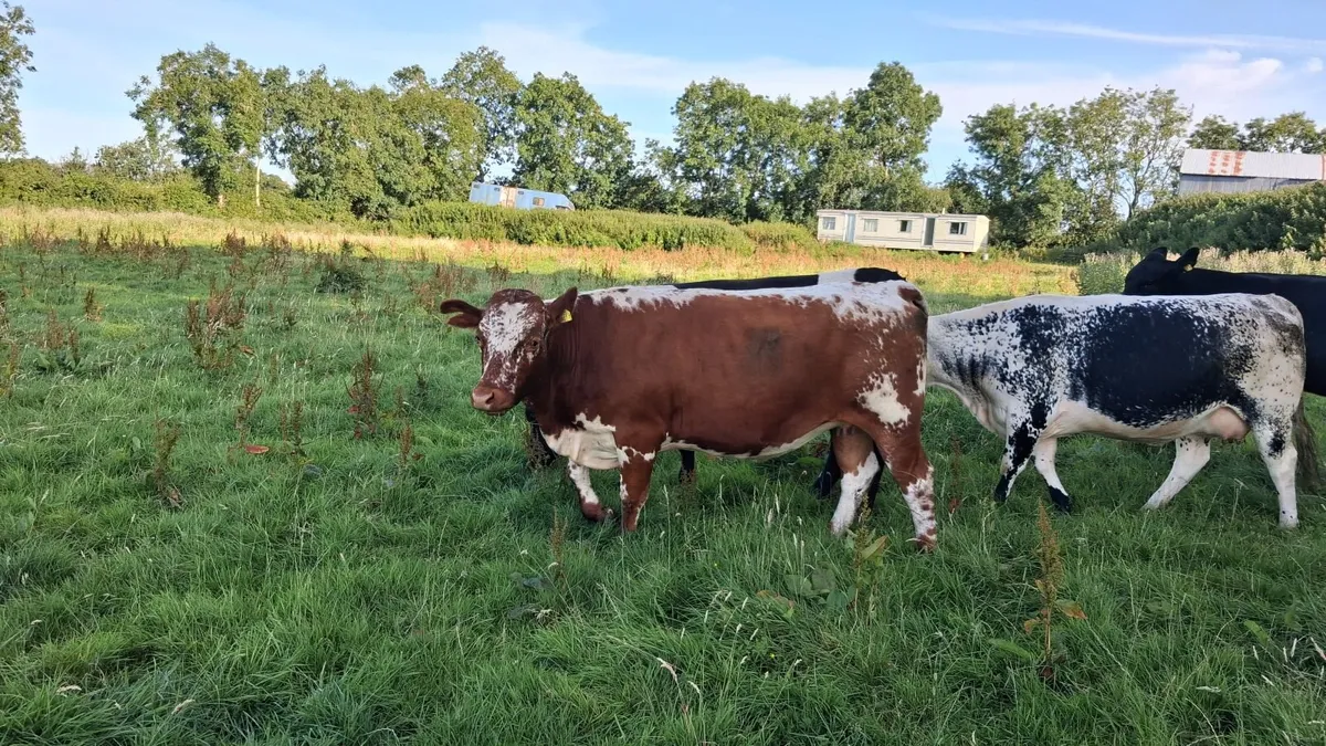 Springing Heifers - Image 3
