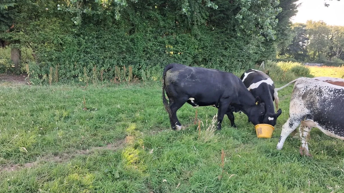 Springing Heifers - Image 4
