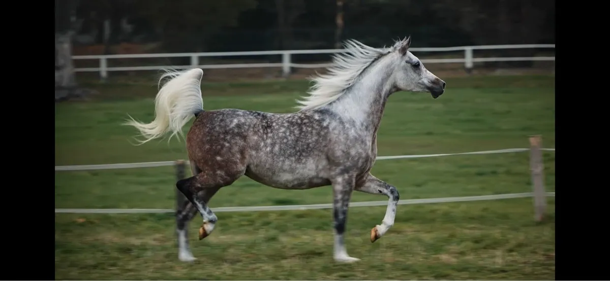 Purebred Arabian horse - Image 1