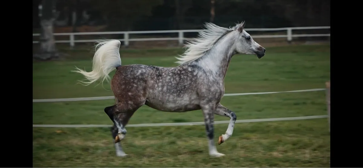 Purebred Arabian horse - Image 2