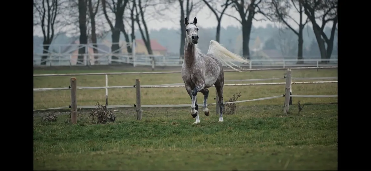 Purebred Arabian horse - Image 3