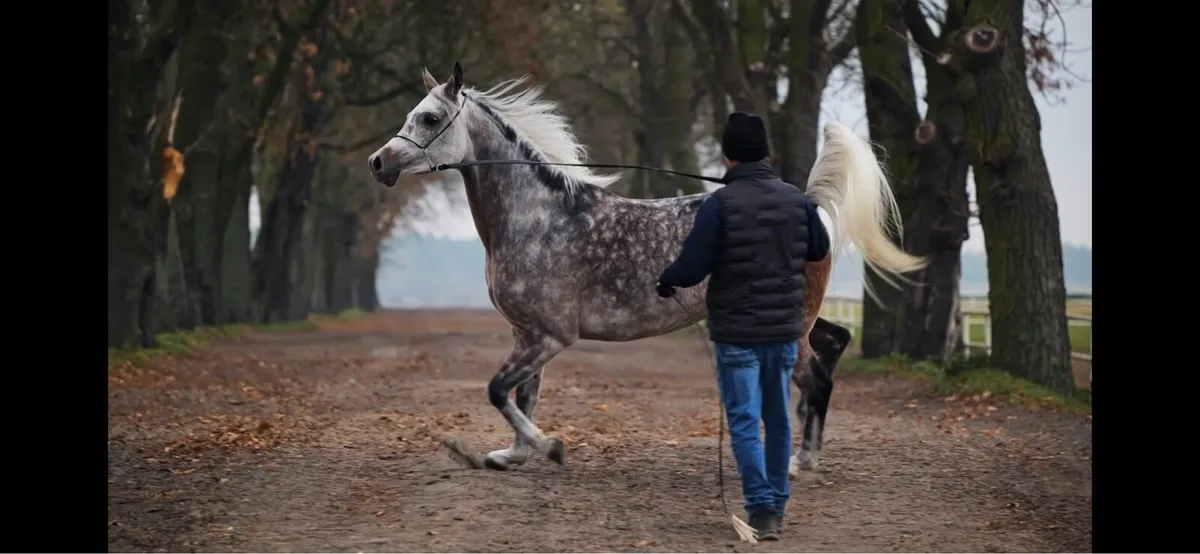 Purebred Arabian horse - Image 4