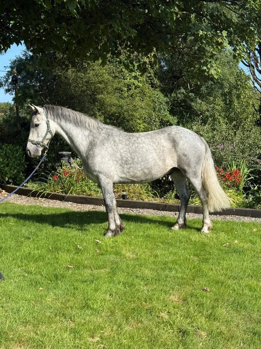 Quality 148 gelding - Image 1