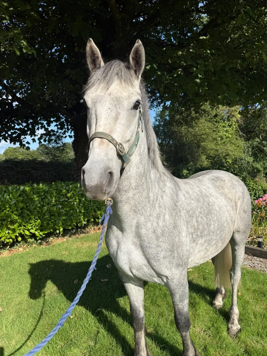 Quality 148 gelding - Image 4
