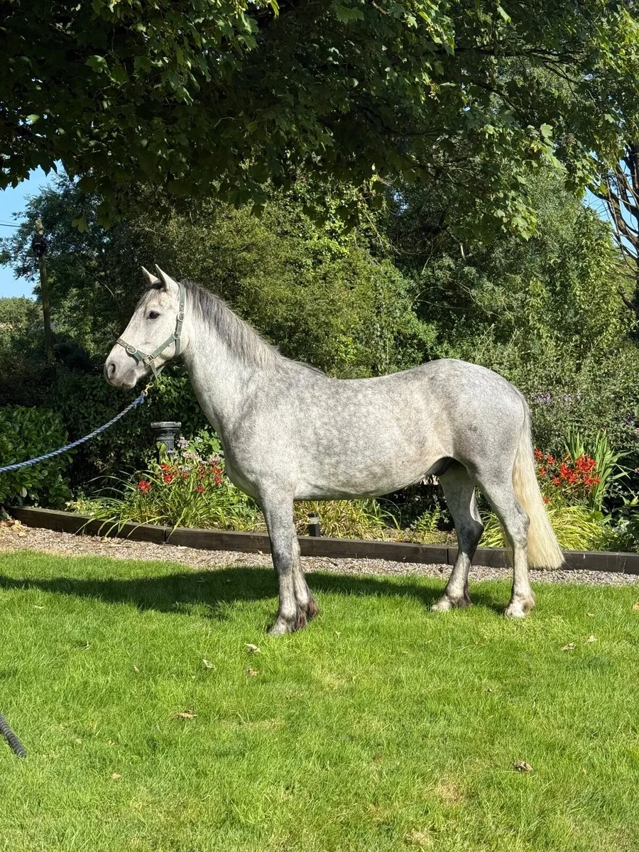 Quality 148 gelding - Image 3
