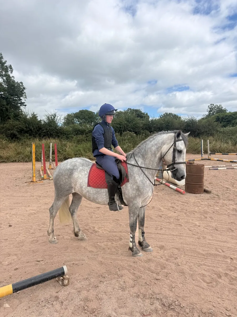 Quality 148 gelding - Image 2