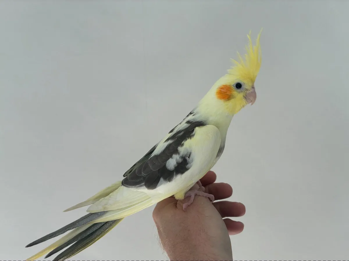 Silly tame. Handreared Cockatiels - Image 3