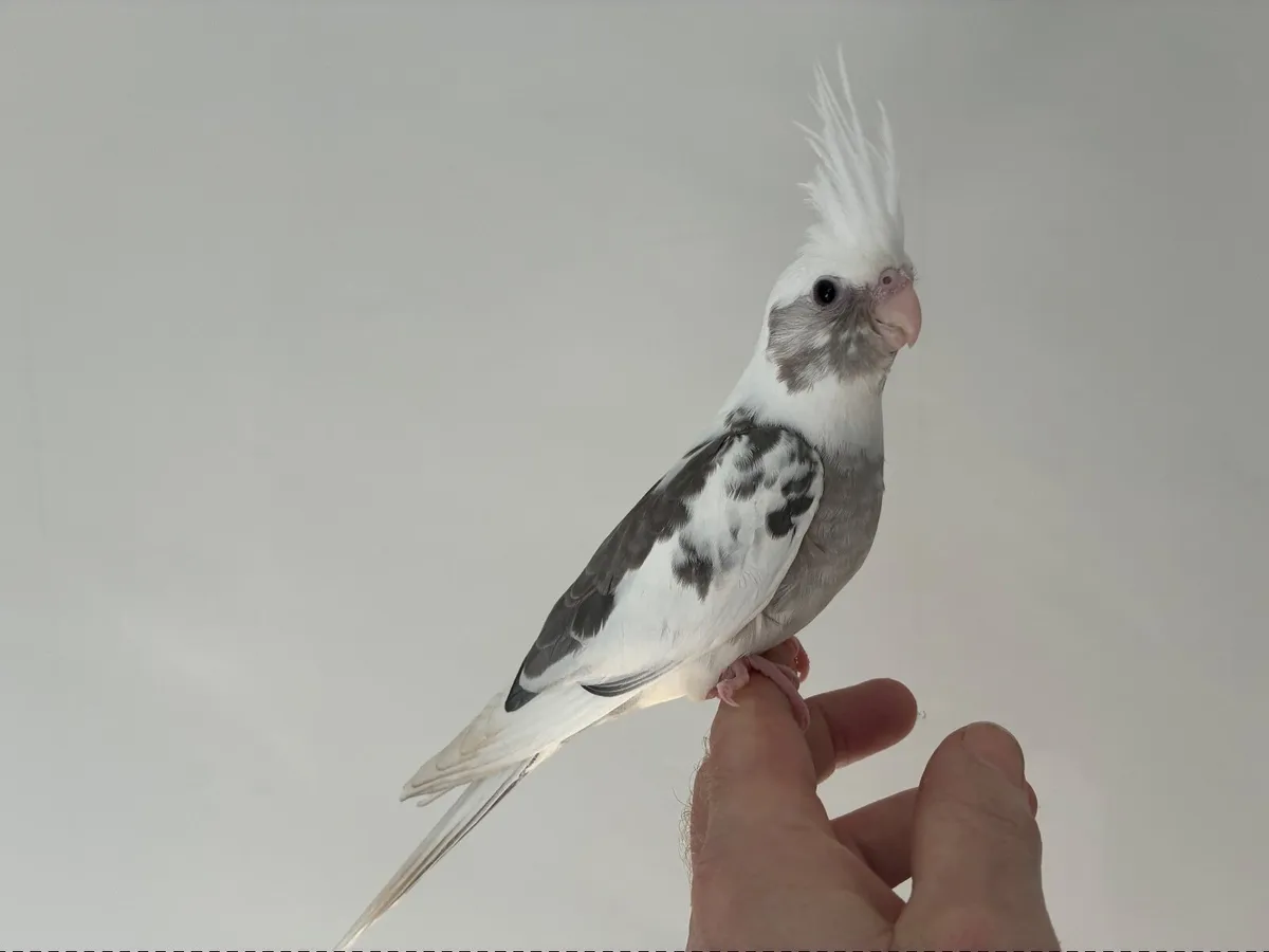 Silly tame. Handreared Cockatiels - Image 4