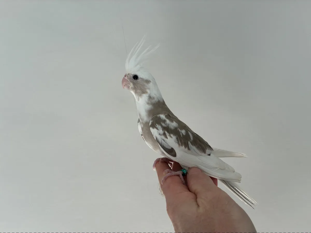 Silly tame. Handreared Cockatiels - Image 2