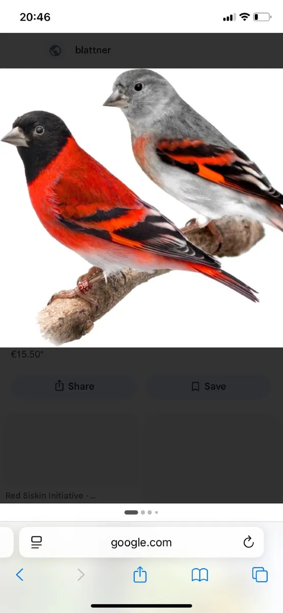 Black hooded red Siskins - Image 2