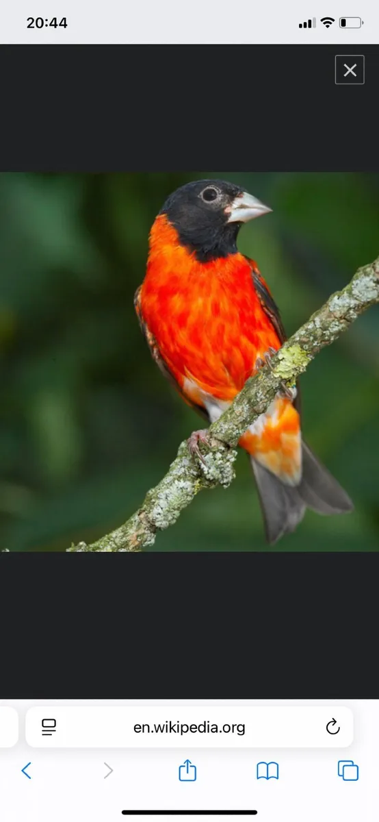 Black hooded red Siskins - Image 3