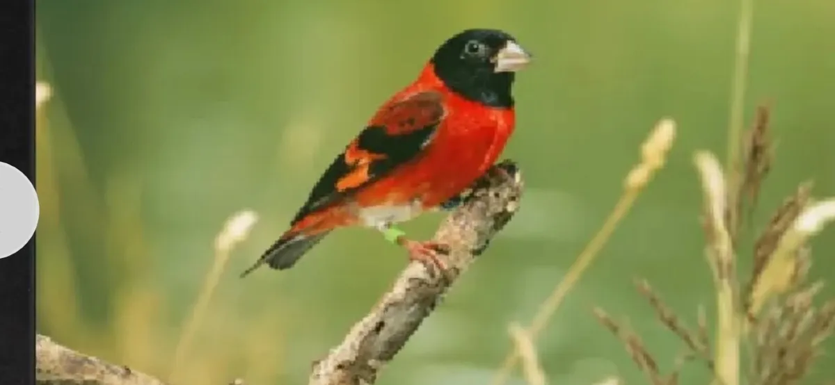 Black hooded red Siskins - Image 1