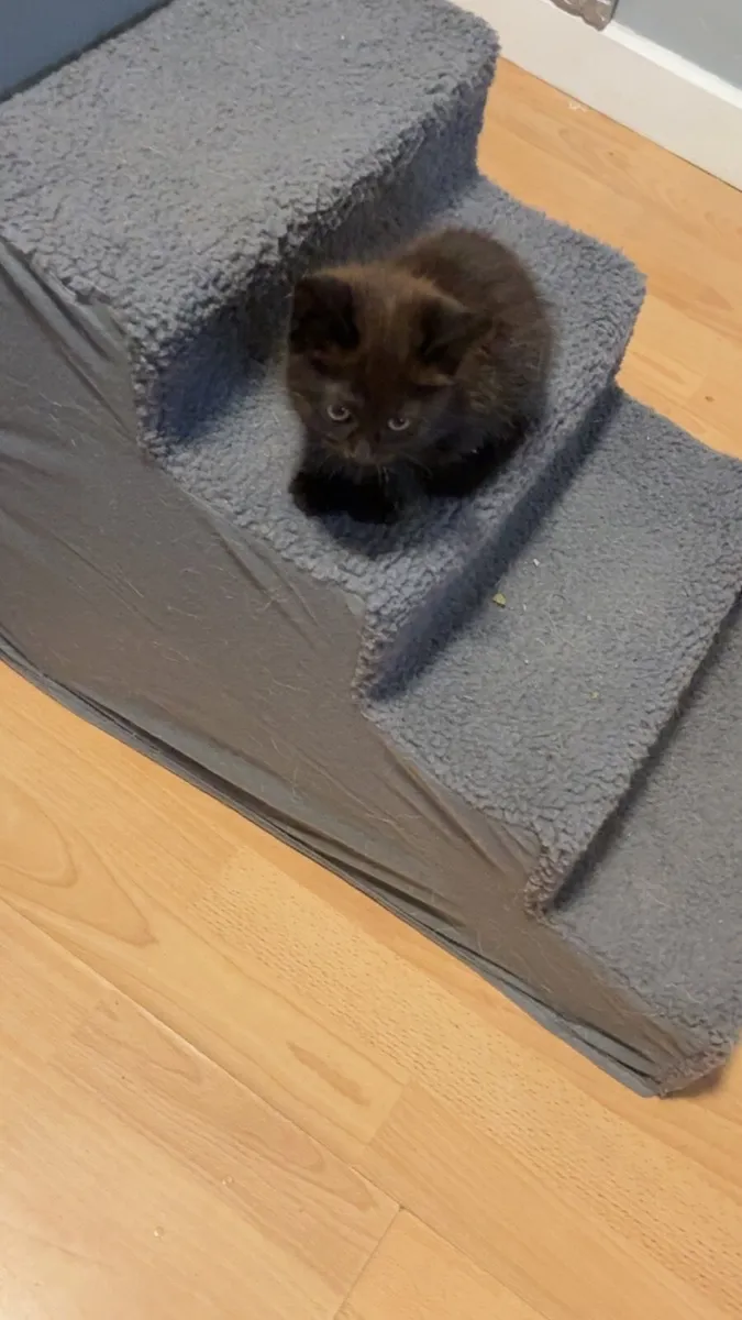 kitten - Image 1