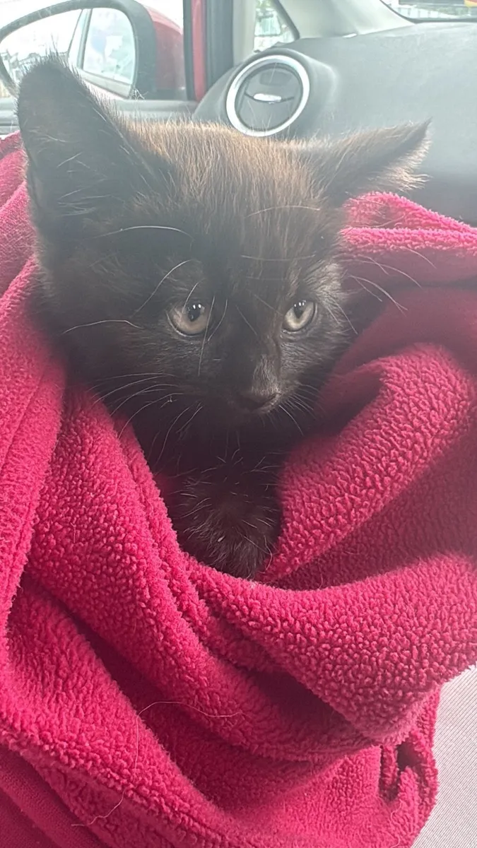 kitten - Image 2