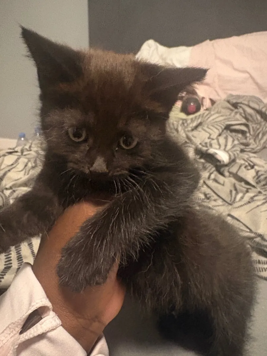 kitten - Image 3