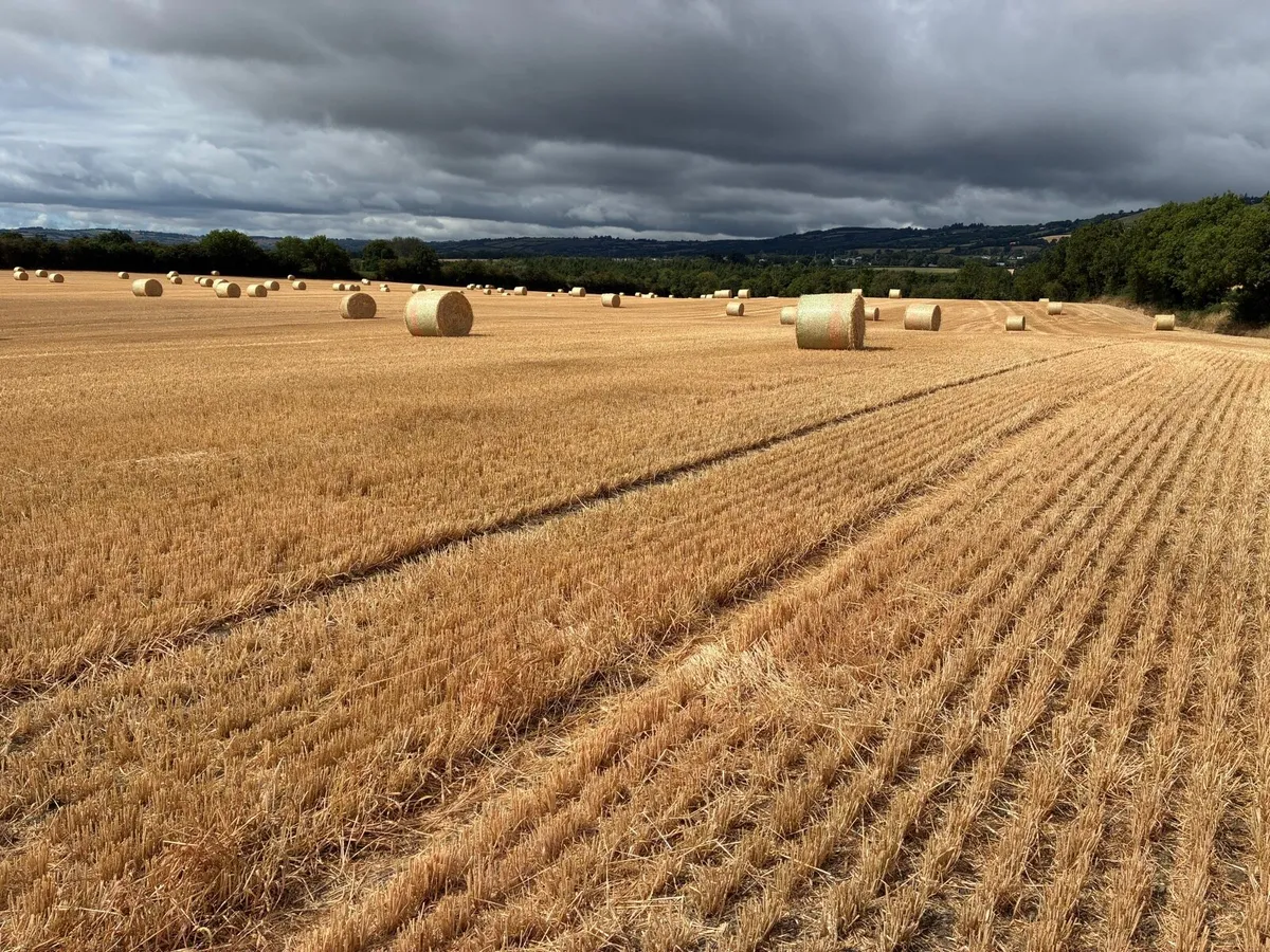 Straw - Image 2