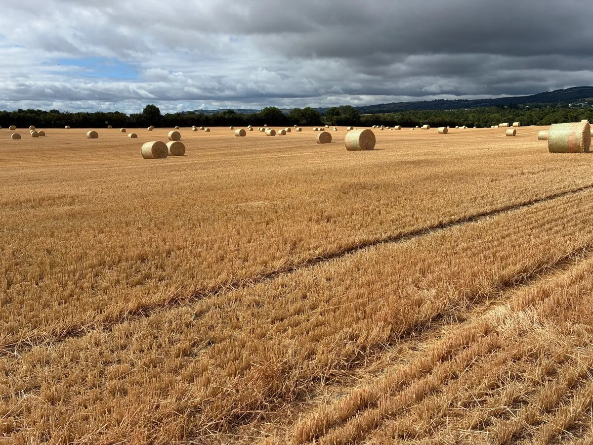 Straw - Image 3