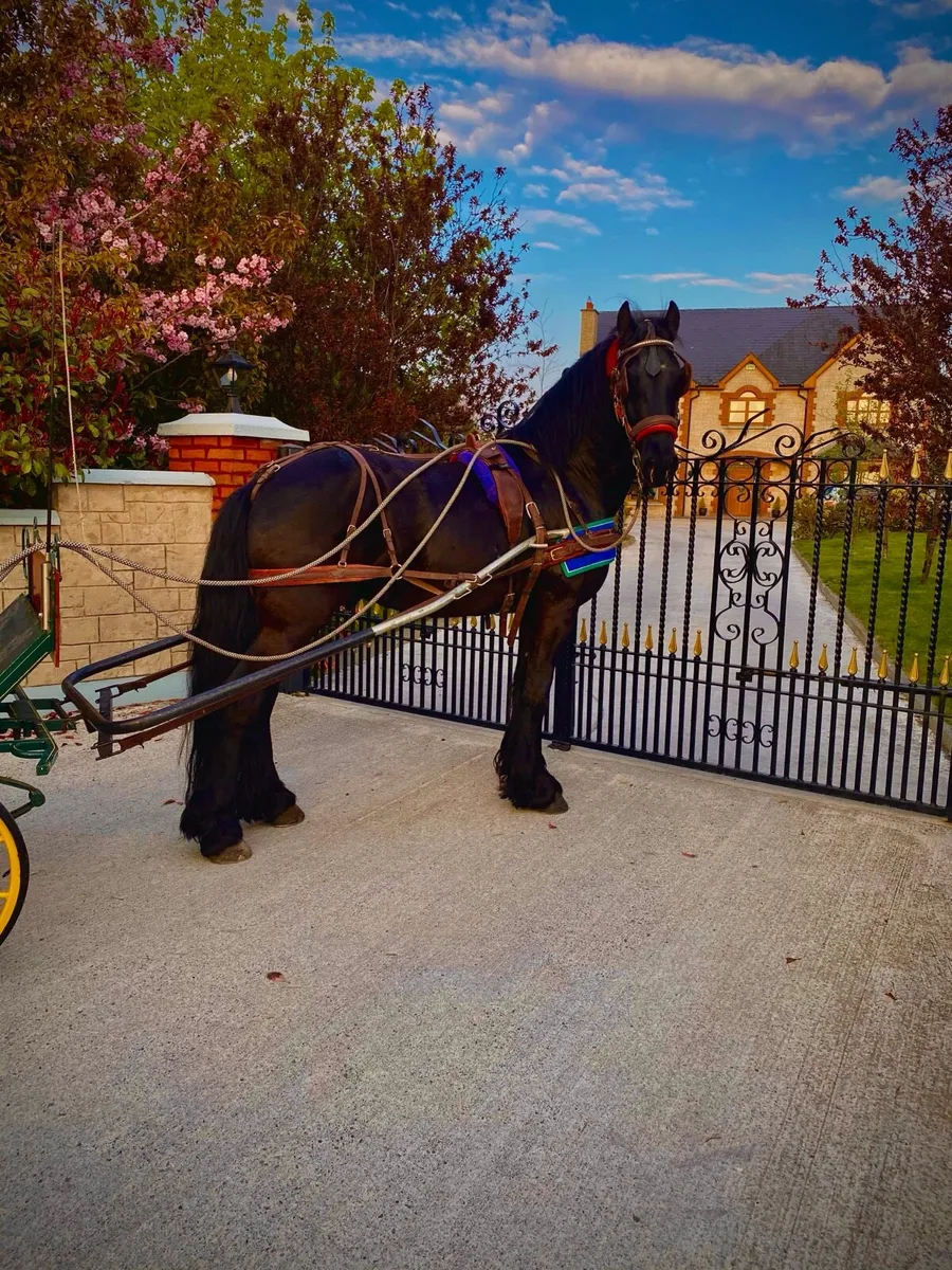 Freisian mare ride and drive - Image 2