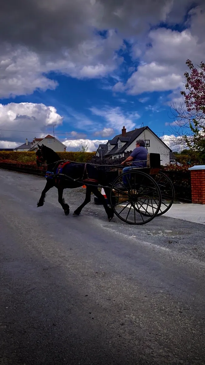 Freisian mare ride and drive - Image 3